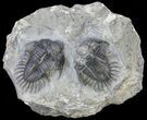 Pair of Spiny Comura Trilobites - Top Quality Preparation #60014-1